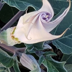 Meet your Posher, Arlene